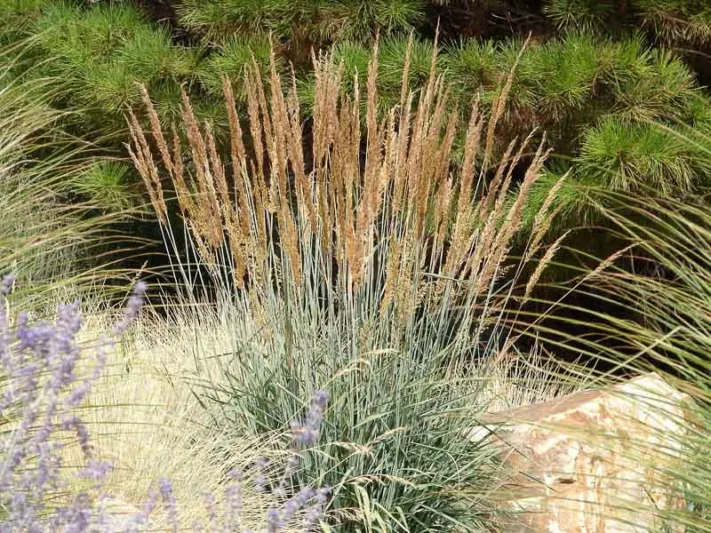 Sorghastrum nutans, Indian Grass, Wood Grass, Sorghastrum avenaceum, Ornamental Grass