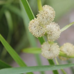 Sparganium americanum, American Bur-Reed, Ornamental grasses, Ornamental grass, Decorative grasses, grasses, perennial grasses