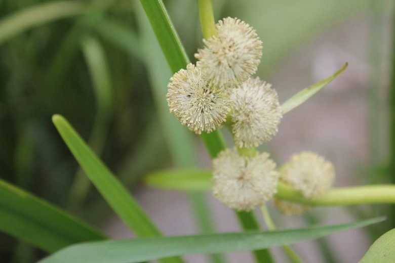 Sparganium americanum, American Bur-Reed, Ornamental grasses, Ornamental grass, Decorative grasses, grasses, perennial grasses