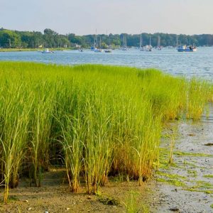 Spartina alterniflora, Saltmarsh Cordgrass, Saltwater Cordgrass, Salt Cordgrass, Smooth Cordgrass,