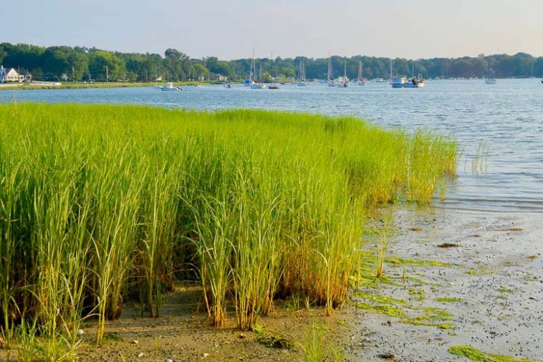 Spartina alterniflora, Saltmarsh Cordgrass, Saltwater Cordgrass, Salt Cordgrass, Smooth Cordgrass,