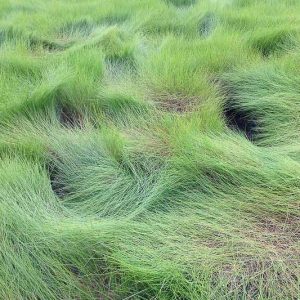 Spartina patens, Saltmeadow Cordgrass, Salt-Meadow Cordgrass, Marsh-Hay Cordgrass, Couchgrass, Marshhay,  Wiregrass, Florida Native Grass