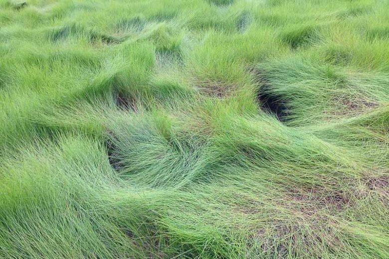 Spartina patens, Saltmeadow Cordgrass, Salt-Meadow Cordgrass, Marsh-Hay Cordgrass, Couchgrass, Marshhay,  Wiregrass, Florida Native Grass