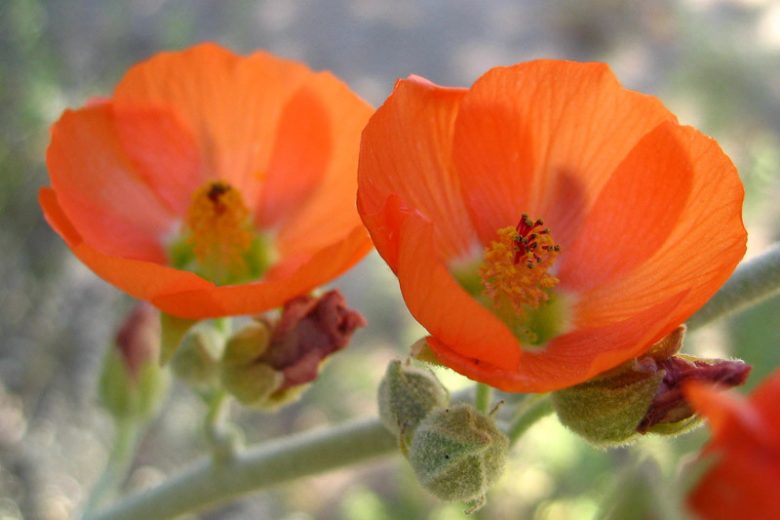 Sphaeralcea ambigua, Desert Globemallow, Apricot Globe-Mallow, Desert Mallow, Globe Mallow, Apricot Mallow, Orange Flowers