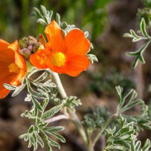 Sphaeralcea coccinea, Scarlet Globemallow, Caliche Globemallow, Copper Mallow, Prairie Mallow, Orange Flowers