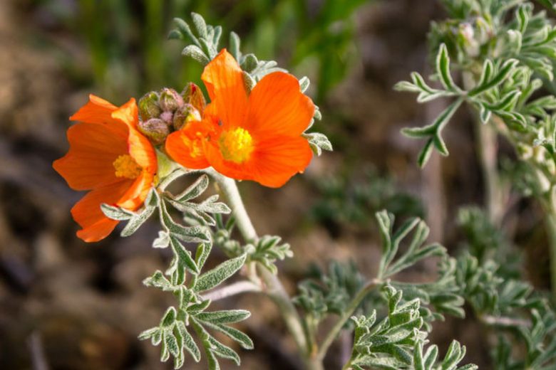 Sphaeralcea coccinea, Scarlet Globemallow, Caliche Globemallow, Copper Mallow, Prairie Mallow, Orange Flowers