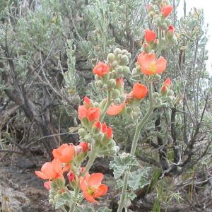 Sphaeralcea munroana, Munro's Globemallow, White-stem Globe-mallow, Orange Globemallow, Desert Mallow, Whitestem Globemallow, Malva munroana, Nuttallia munroana, Malvastrum munroana, Malveopsis munroana, Orange Flowers