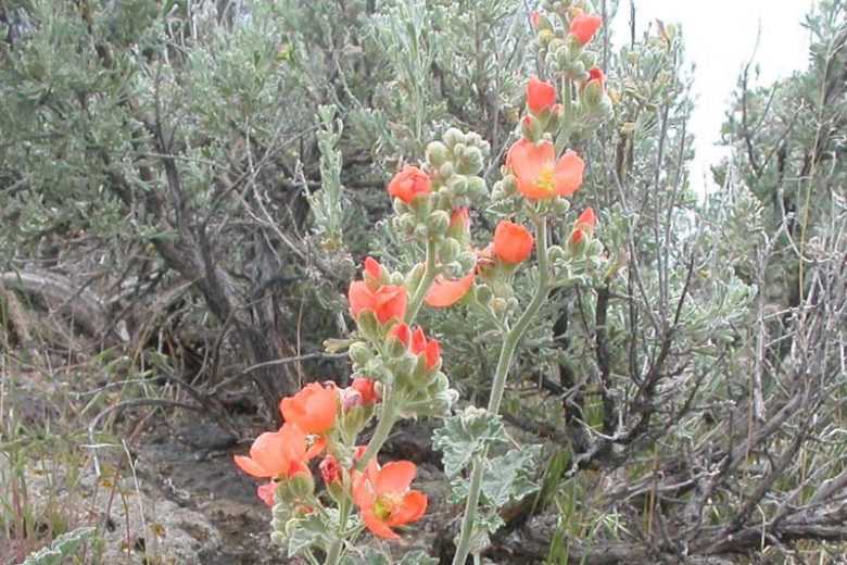 Sphaeralcea munroana, Munro's Globemallow, White-stem Globe-mallow, Orange Globemallow, Desert Mallow, Whitestem Globemallow, Malva munroana, Nuttallia munroana, Malvastrum munroana, Malveopsis munroana, Orange Flowers