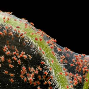 Spider Mite, Spider Mites, Tetranychus urticae, Garden Pest