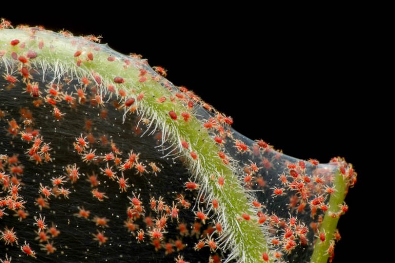Spider Mite, Spider Mites, Tetranychus urticae, Garden Pest