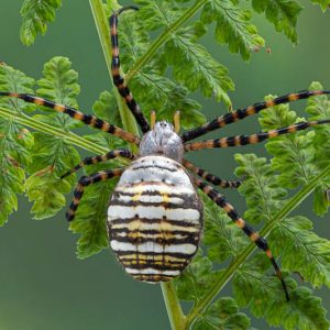 Spider, Spiders, Araneae, Beneficial Insect