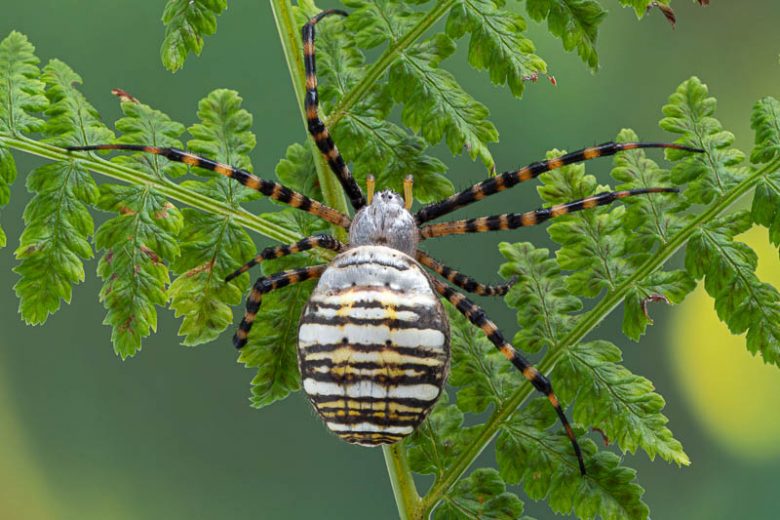 Spider, Spiders, Araneae, Beneficial Insect