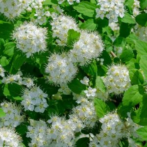 Spiraea betulifolia, Birchleaf Spirea, White Spirea, Shiny Leaf Spirea, White Meadowsweet, White Flowers, Gold Foliage
