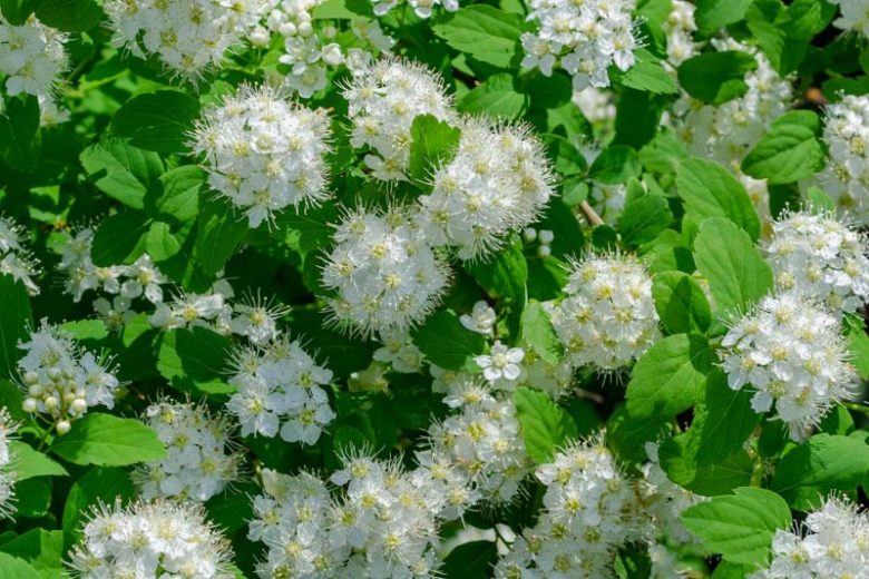 Spiraea betulifolia, Birchleaf Spirea, White Spirea, Shiny Leaf Spirea, White Meadowsweet, White Flowers, Gold Foliage