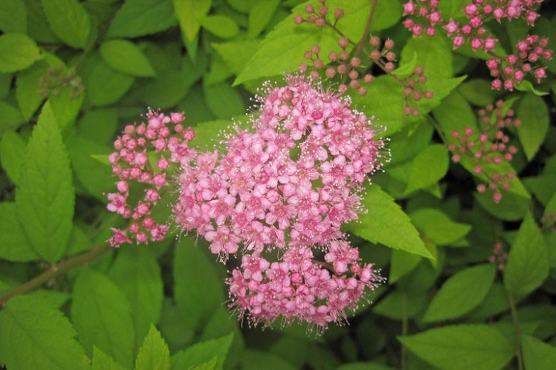 Spiraea japonica, Japanese Spirea, Japanese Meadowsweet, Pink Flowers, Pink Shrubs