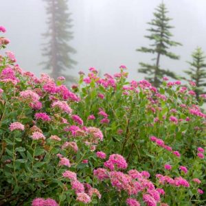 Spiraea splendens, Rose Meadowsweet, Rosy Spiraea, Subalpine Spiraea, Mountain Spiraea, Spiraea densiflora, Pink Flowers, Pink Spiraea