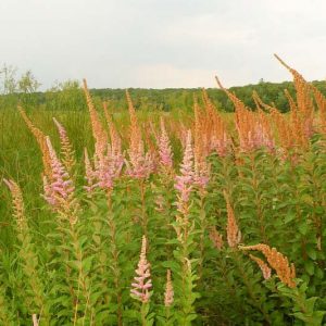 Spiraea tomentosa, Steeplebush, Hard Hack, Hardhack, Staple Bush, Pink Flowers