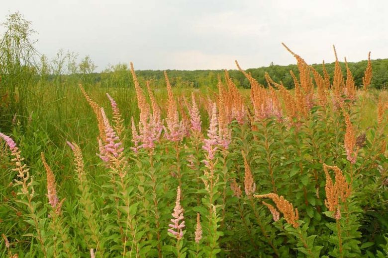Spiraea tomentosa, Steeplebush, Hard Hack, Hardhack, Staple Bush, Pink Flowers