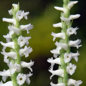 Spiranthes cernua, Nodding Ladies'-tresses, Ladies'-tresses, Nodding Lady's Tresses, Ibidium cernuum, Bog Orchid, Hardy Orchid