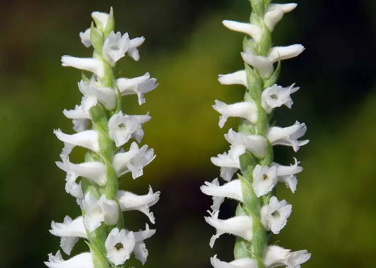 Spiranthes cernua, Nodding Ladies'-tresses, Ladies'-tresses, Nodding Lady's Tresses, Ibidium cernuum, Bog Orchid, Hardy Orchid