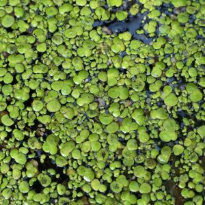 Spirodela polyrrhiza, Common Duckmeat, Giant Duckweed, Lemna polyrrhiza, Spirodela polyrhiza, Spirodela polyrrhiza var. masonii, Aquatic Ferns, Pond Plants