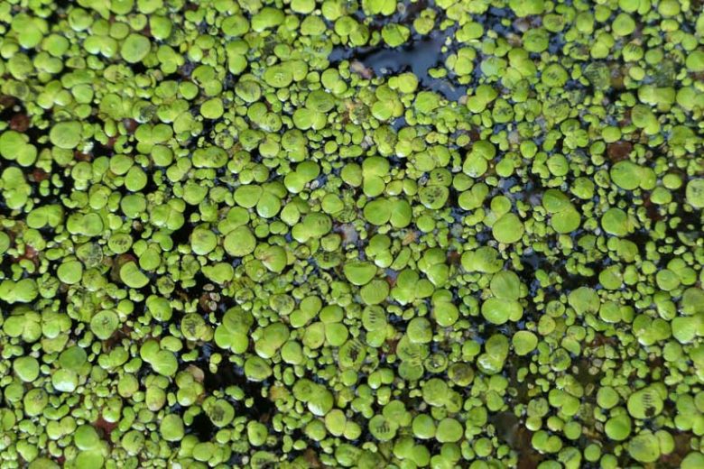 Spirodela polyrrhiza, Common Duckmeat, Giant Duckweed, Lemna polyrrhiza, Spirodela polyrhiza, Spirodela polyrrhiza var. masonii, Aquatic Ferns, Pond Plants