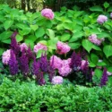 Perennial Combinations, Plant Combinations, Summer Borders, shade gardens, shade plants, hydrangea endless summer, chinese astilbe visions, boxwood, shady border, hydrangea macrophylla Endless summer, astilbe chinensis Visions, pink or purple flowers, car