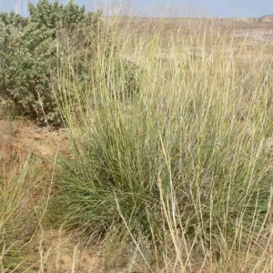 Sporobolus airoides, Alkali Sacaton, Zacate Alcalino, Agrostis airoides, Ornamental Grass