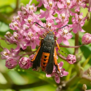 Squash Vine Borer, Squash Vine Borers, Get rid of Squash Vine Borer, Melittia cucurbitae