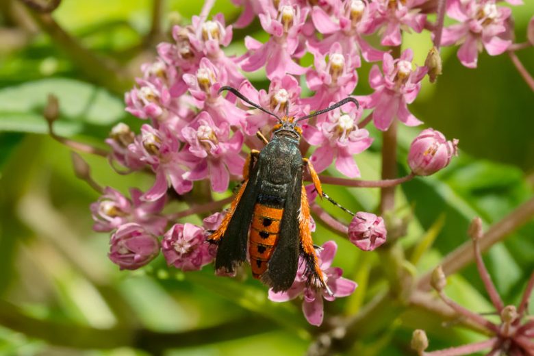 Squash Vine Borer, Squash Vine Borers, Get rid of Squash Vine Borer, Melittia cucurbitae
