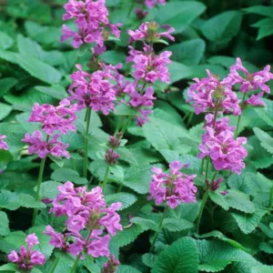 Stachys Macrantha 'Superba', Big Betony 'Superba', Stachys Grandiflora 'Superba', Betonica Grandiflora 'Superba', Purple flowers, Deer resistant plants