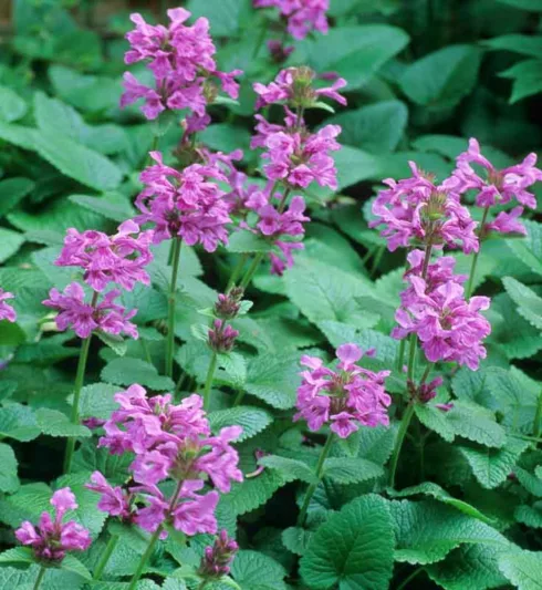 Stachys Macrantha 'Superba', Big Betony 'Superba', Stachys Grandiflora 'Superba', Betonica Grandiflora 'Superba', Purple flowers, Deer resistant plants