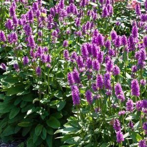 Stachys Officinalis 'Hummelo', Betony 'Hummelo', Wood Betony 'Hummelo', Bishop's Wort 'Hummelo', Stachys Macrantha 'Hummelo', Stachys Monieri 'Hummelo', Stachys Densiflora 'Hummelo', Betonica Officinalis 'Hummelo', Purple flowers, Drought tolerant plants