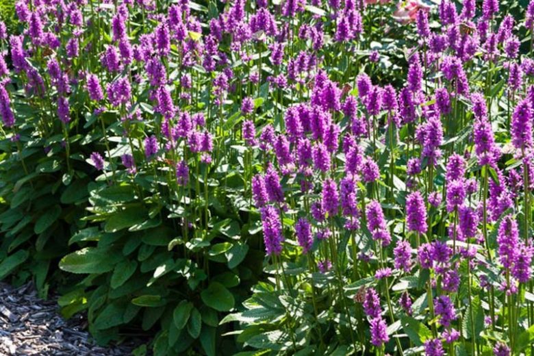 Stachys Officinalis 'Hummelo', Betony 'Hummelo', Wood Betony 'Hummelo', Bishop's Wort 'Hummelo', Stachys Macrantha 'Hummelo', Stachys Monieri 'Hummelo', Stachys Densiflora 'Hummelo', Betonica Officinalis 'Hummelo', Purple flowers, Drought tolerant plants