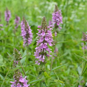 Stachys palustris, Marsh Hedgenettle, Marsh Betony, Purple flowers, Pond Plants, Aquatic Plants
