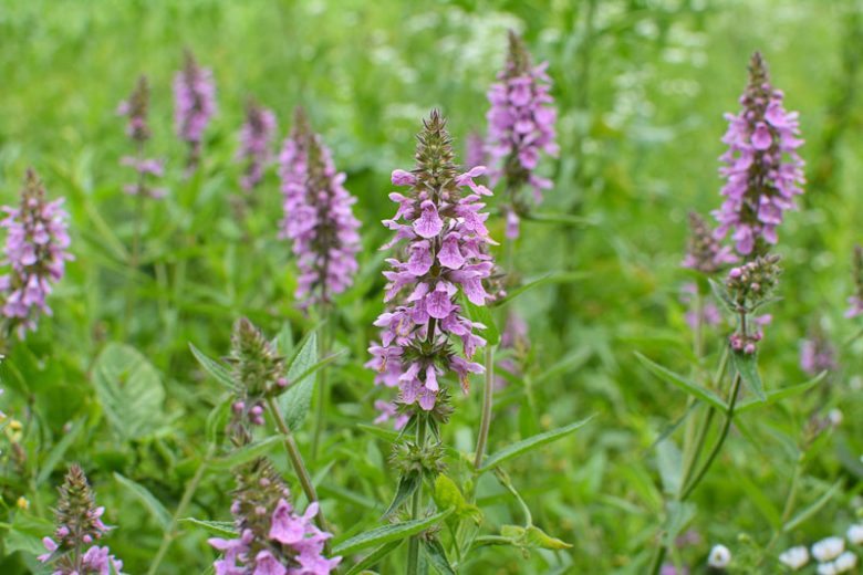Stachys palustris, Marsh Hedgenettle, Marsh Betony, Purple flowers, Pond Plants, Aquatic Plants