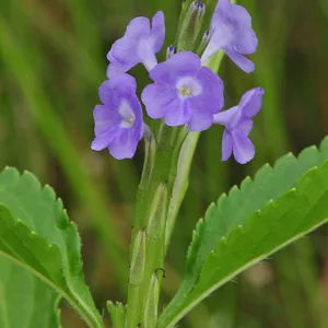 Stachytarpheta jamaicensis, Light-blue Snakeweed, Beach Vitex, Blue Porterweed, Joee, Stachytarpheta indica, Valerianoides jamaicensis