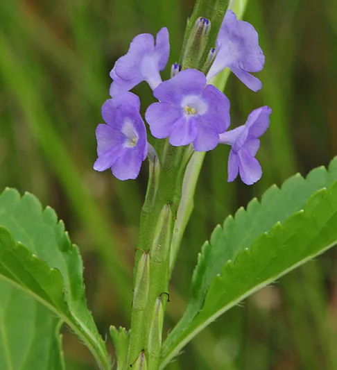 Stachytarpheta jamaicensis, Light-blue Snakeweed, Beach Vitex, Blue Porterweed, Joee, Stachytarpheta indica, Valerianoides jamaicensis