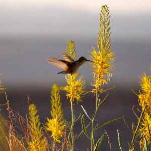 Stanleya pinnata,Prince's Plume, Desert Plume, Golden Plume, Sentinel of the Plains, Yellow flowers