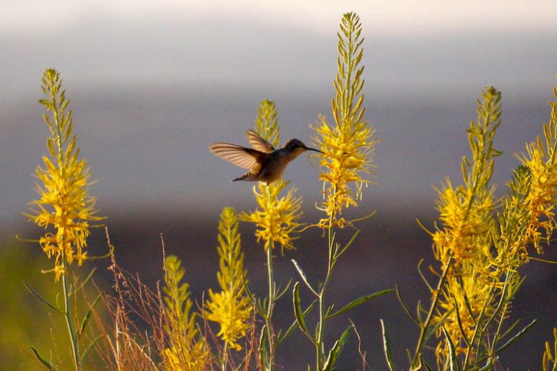 Stanleya pinnata,Prince's Plume, Desert Plume, Golden Plume, Sentinel of the Plains, Yellow flowers