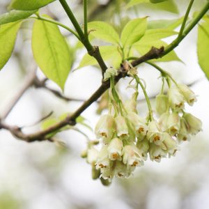 Staphylea trifolia, American Bladdernut, Shade Shrub, White Flowers