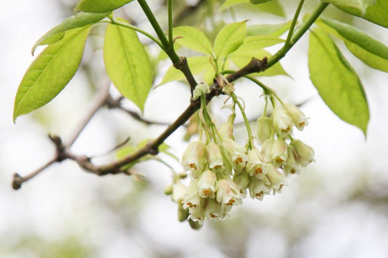 Staphylea trifolia, American Bladdernut, Shade Shrub, White Flowers