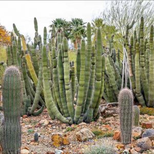 Stenocereus thurberi, Organ Pipe Cactus, Organpipe Cactus, Organ-Pipe Cactus, Cereus thurberi, Lemaireocereus thurberi, Marshallocereus thurberi, Neolemaireocereus thurberi, Pilocereus thurberi, Rathbunia thurberi , Columnar Cactus, Columnar Succulent