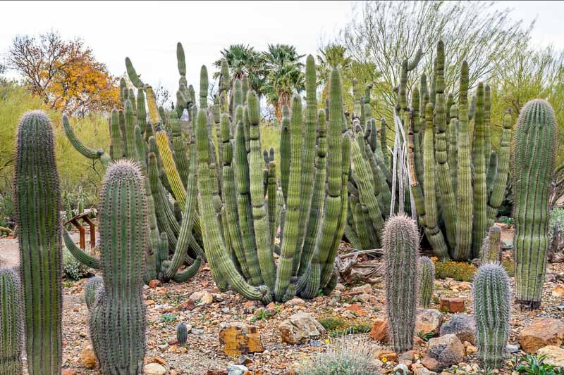 Stenocereus thurberi, Organ Pipe Cactus, Organpipe Cactus, Organ-Pipe Cactus, Cereus thurberi, Lemaireocereus thurberi, Marshallocereus thurberi, Neolemaireocereus thurberi, Pilocereus thurberi, Rathbunia thurberi , Columnar Cactus, Columnar Succulent