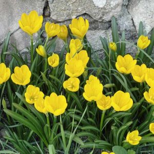 Sternbergia lutea, Winter Daffodil, Fall Daffodil, Lily of the Field, Yellow Amaryllis, Yellow Starflower, Yellow Fall Flower