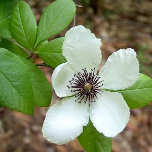 Stewartia malacodendron, Silky Camellia, Virginia Stewartia, Round-fruited Stewartia, White flowers, fall color, red leaves