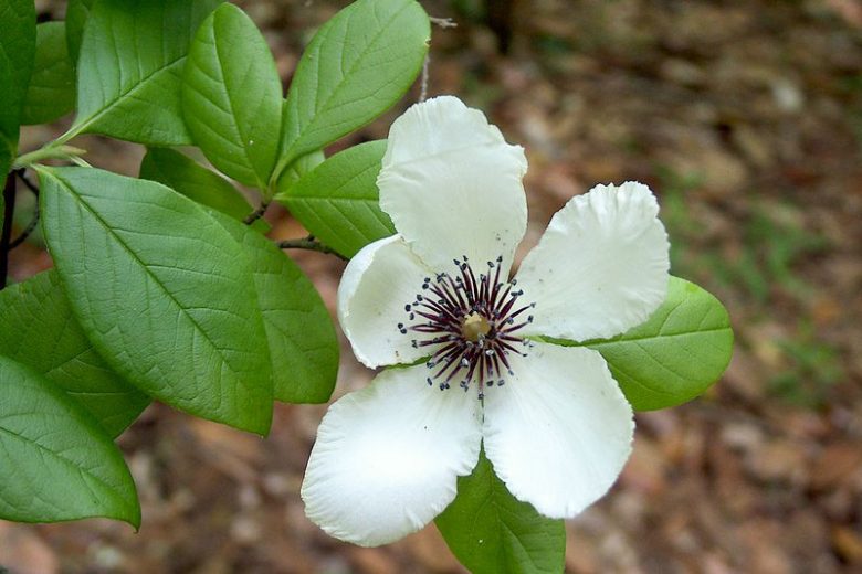Stewartia malacodendron, Silky Camellia, Virginia Stewartia, Round-fruited Stewartia, White flowers, fall color, red leaves