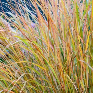Anemanthele Lessoniana, New Zealand Wind Grass, Bent Grass, Pheasant Grass, Pheasant's Tail Grass, Stipa Arundinacea