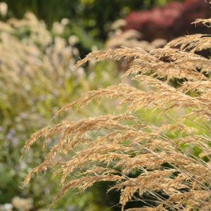 Stipa Calamagrostis, Achnatherum calamagrostis, Rough Feather Grass, Spear Grass, Needle Grass, Silver Spike Grass, Pheasant Tail Grass