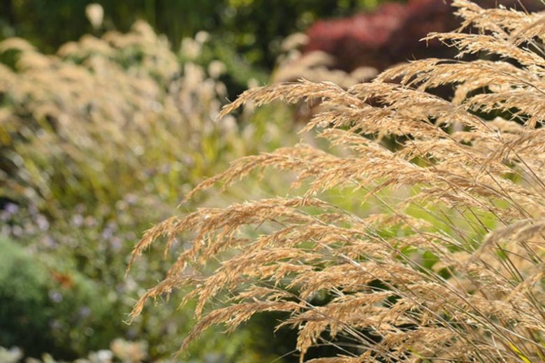 Stipa Calamagrostis, Achnatherum calamagrostis, Rough Feather Grass, Spear Grass, Needle Grass, Silver Spike Grass, Pheasant Tail Grass